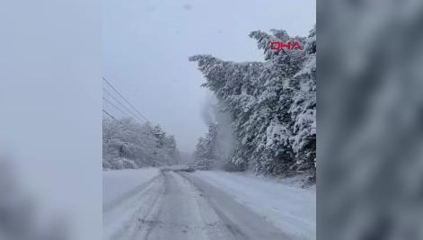 Abant yolunda devrilen çam ağaçları ulaşımı aksattı